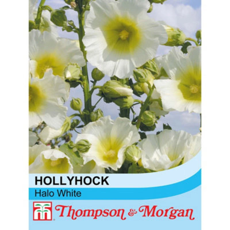 Image of Thompson & Morgan Hollyhock Halo White 1 Seed Packet (50 Seeds)