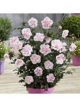 Image of Double Flowered Hibiscus Chiffon Collection 3X 9Cm