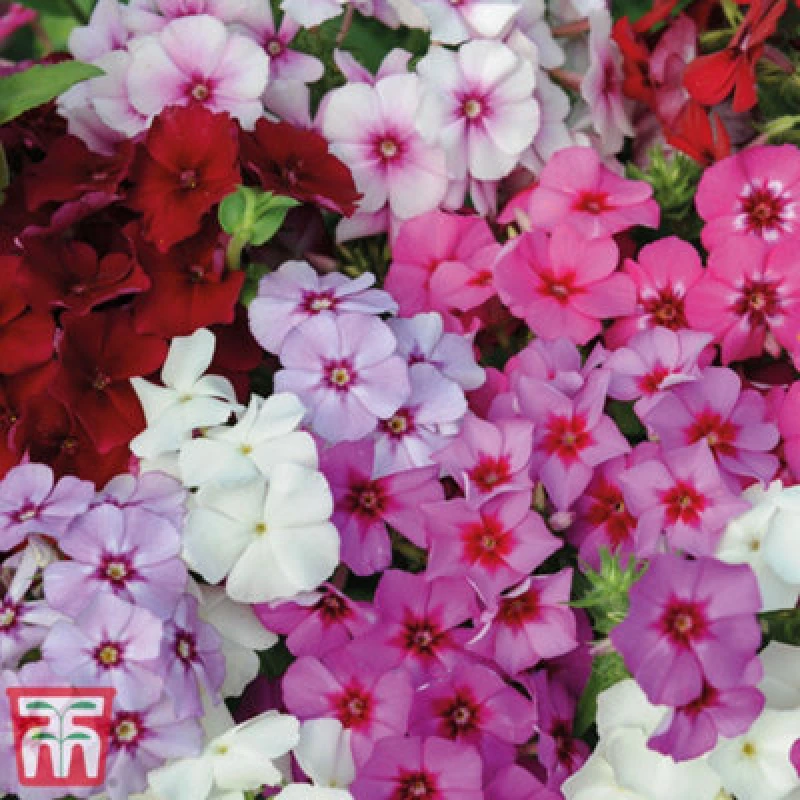 Image of Thompson & Morgan Phlox Drummondii Dwarf Beauty Mixed 1 Packet (150 Seeds)