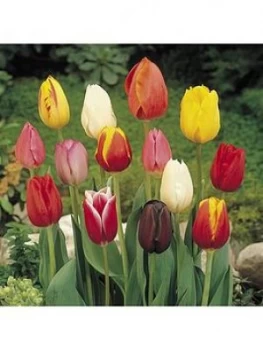 Image of Triumph Tall Tulips Mix X 50 Bulbs