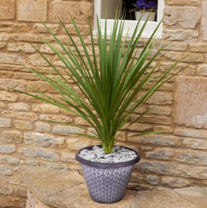 Image of You Garden Pair Of Cordylines With Decorative 'wicker' Planters