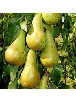 Image of Pear 'Concorde' 5L Pot