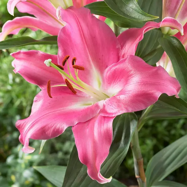 Image of Yougarden Skyscraper Lily 'Amarossi' x 5 Bulbs