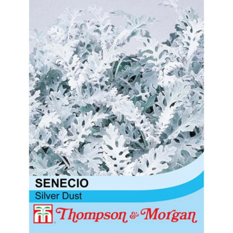 Image of Thompson & Morgan Senecio Cineraria Silver Dust 1 Packet (150 Seeds)