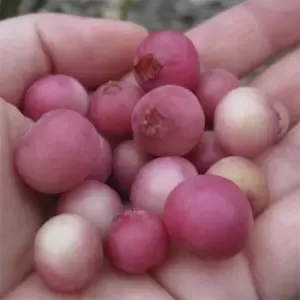 Image of YouGarden Blueberry Pink Lemonade 2L pot - Brown