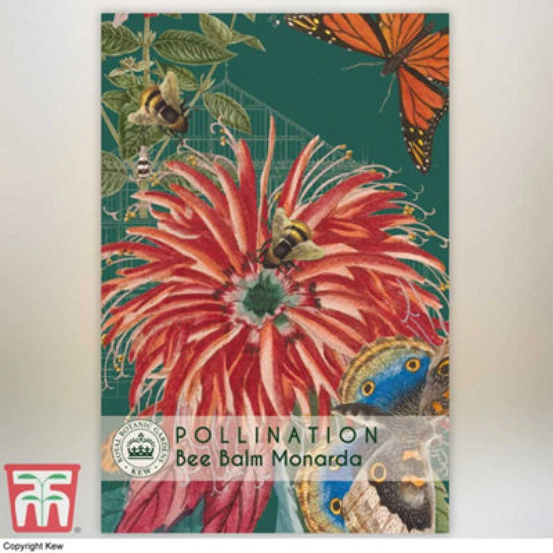 Image of Thompson & Morgan Bee Balm - Kew Pollination Seed Collection - 1 Seed Packet (80 Seeds)
