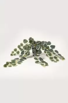 Image of Green Chain of Hearts Hanging Basket 63 cm