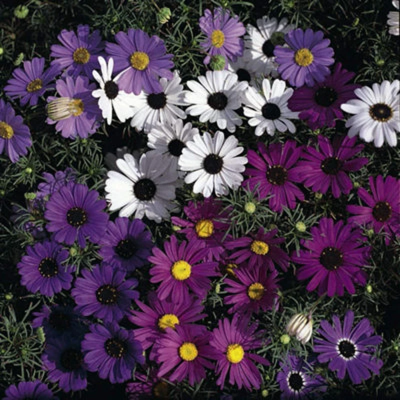 Image of Thompson & Morgan Brachyscombe Bravo Mixed 1 Seed Packet