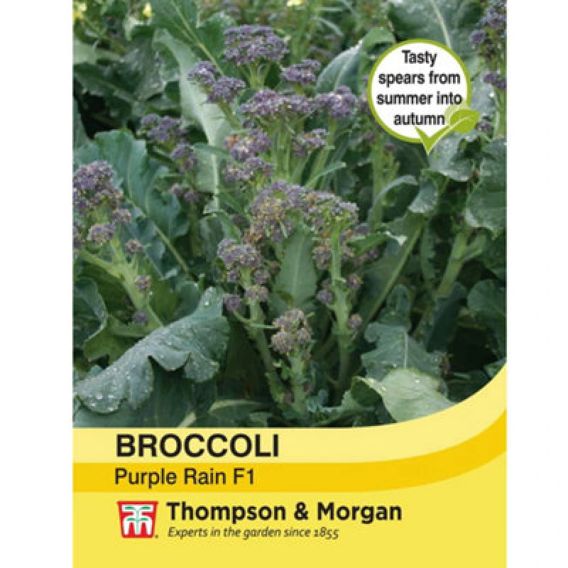 Image of Thompson & Morgan Broccoli Tz 7035 Purple Sprouting 1 Seed Packet (40 Seeds)