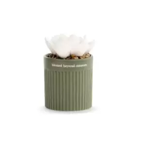 Image of Succulent Oil Diffuser - Blessed