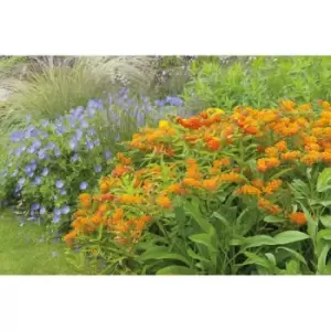 Image of Thompson & Morgan Thompson and Morgan Asclepias Collection 12 bare roots (3 of each)