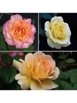 Image of Renaissance Perfumed Rose Collection 3 X 10.5Cm Pot