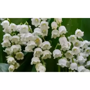 Image of Thompson & Morgan Thompson and Morgan Lily of the Valley (White) - 14 Pips