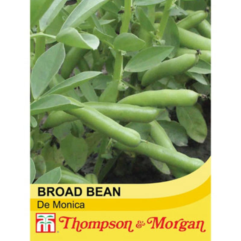 Image of Thompson & Morgan Broad Bean De Monica 1 Seed Packet (40 Seeds)