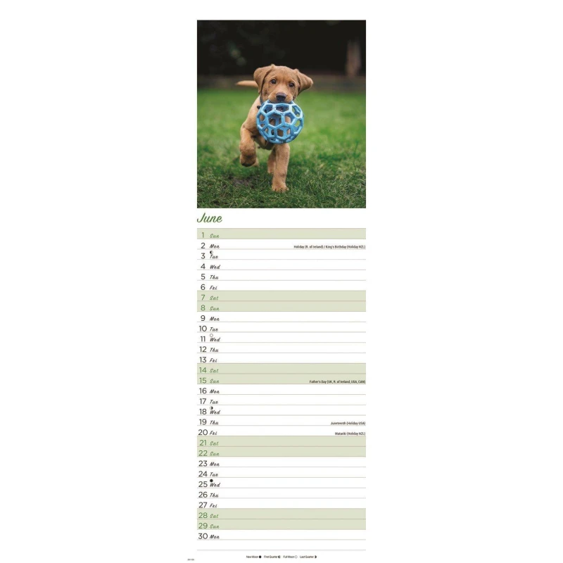 Image of Studio Puppies Calendar 2025 - Multi Multi One Size