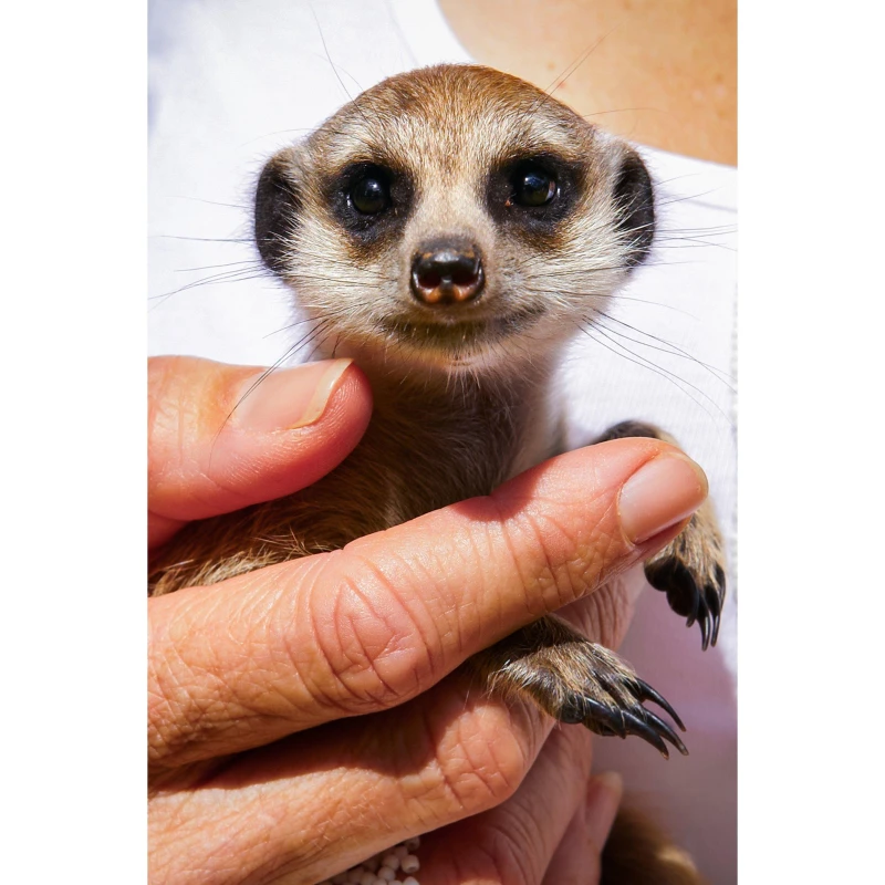 Image of Activity Superstore Meet the Meerkats for Two - None None One Size