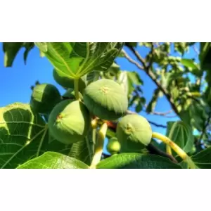 Image of Thompson & Morgan Thompson and Morgan Mediterranean Fruit Collection - 4 plants