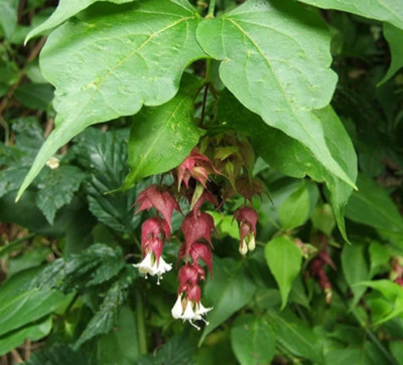 Image of Direct Plants Leycesteria Himalayan Honeysuckle Shrub Extra Large Plant Supplied In A 3 Litre Pot