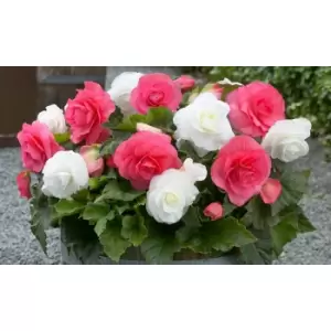 Image of Thompson & Morgan Thompson and Morgan Begonia Nonstop Berries and Cream Mix 20 Tubers