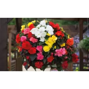 Image of Thompson & Morgan Thompson and Morgan Begonia Nonstop 40 Tubers