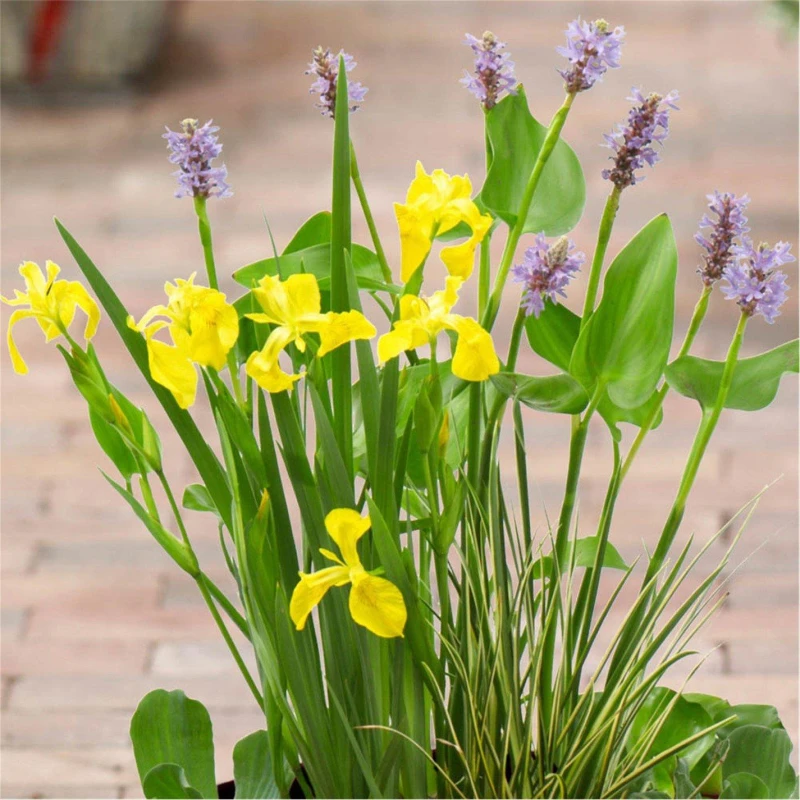 Image of YouGarden Complete Patio Pond Kit Garden Flowers and Plants Patio Pond Brown 41640805000