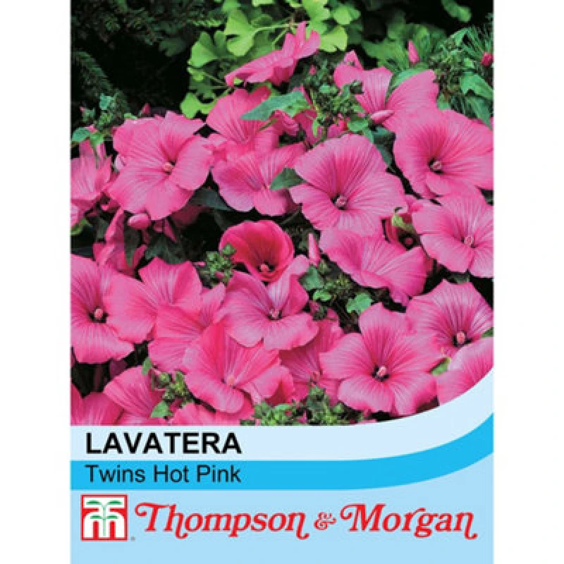 Image of Thompson & Morgan Lavatera Trimestris Twins Hot Pink 1 Packet (25 Seeds)
