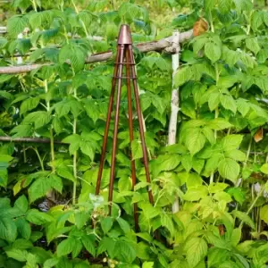 Image of Outdoor Plant Support Tripod Climber Bronze