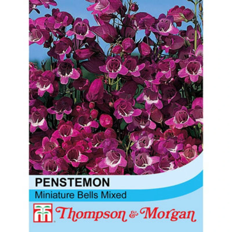 Image of Thompson & Morgan Penstemon Miniature Bells Mixed 1 Seed Packet (50 Seeds)