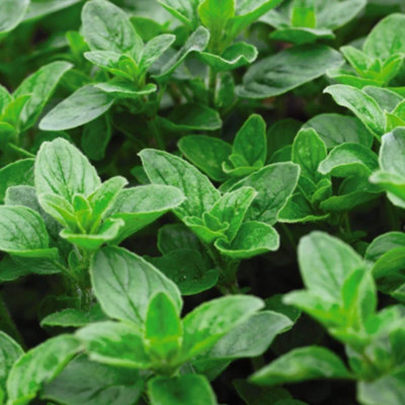 Image of Thompson & Morgan Herb Oregano 1 Seed Packet (1500 Seeds)