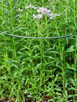 Image of Ready To Rust Curved Steel Plant Supports 5 Pack