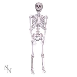 Image of Lifesize Skeleton