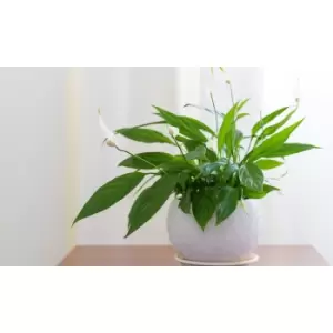 Image of Thompson & Morgan Thompson and Morgan Spathiphyllum (Peace Lily) Torelli Air So Pure 12cm x 1