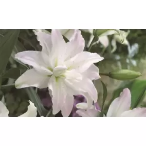 Image of Thompson & Morgan Thompson and Morgan Lily Tree Monet 3 Bulbs