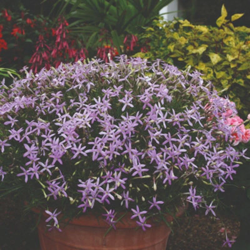 Image of Thompson & Morgan Laurentia Avant-Garde Pink F1 Hybrid Seeds - Vigorous Scented Star Blooms Long Flowering Half-Hardy Annual. 50 Seeds.