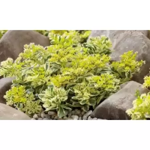 Image of Thompson & Morgan Thompson and Morgan Sedum Atlantis 9cm Pot x 1