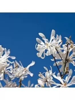Image of Magnolia Stellata Standard 3L Potted Plant 1M Tall