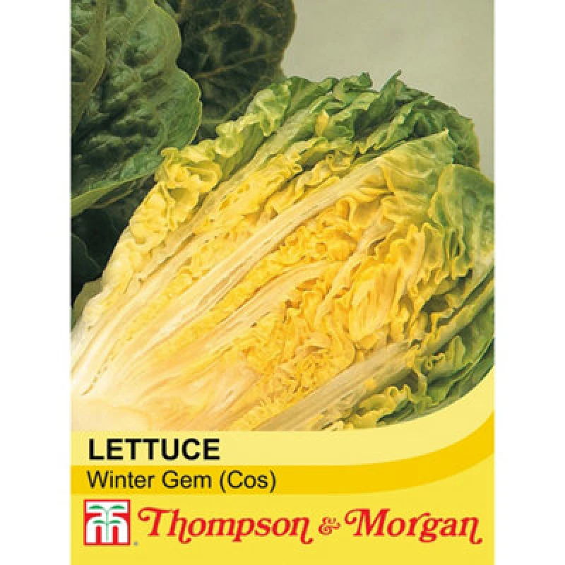 Image of Thompson & Morgan Lettuce (Romaine/cos) Winter Gem 1 Seed Packet (150 Seeds)