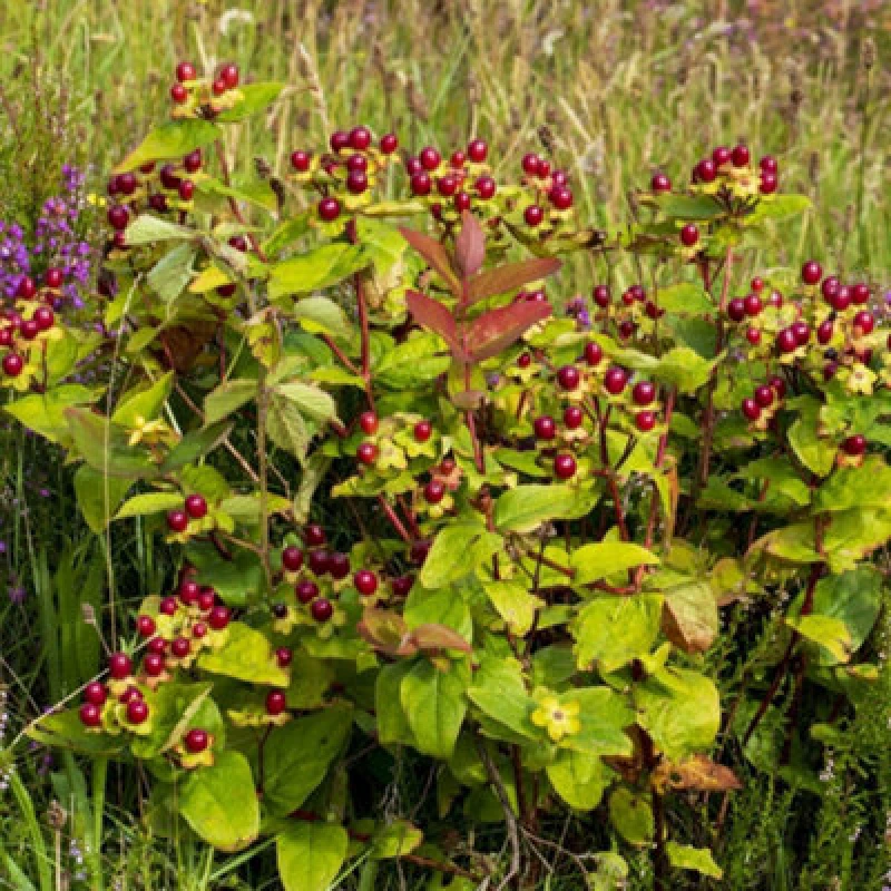 Image of Thompson & Morgan Hypericum Orange Flair 9Cm Potted Plant X 3