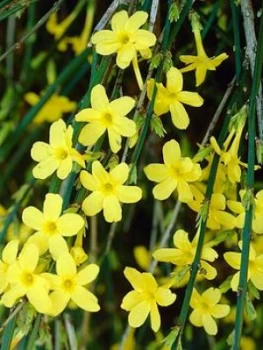 Image of Pair Jasminium Nudiflorum. 9Cm Pot