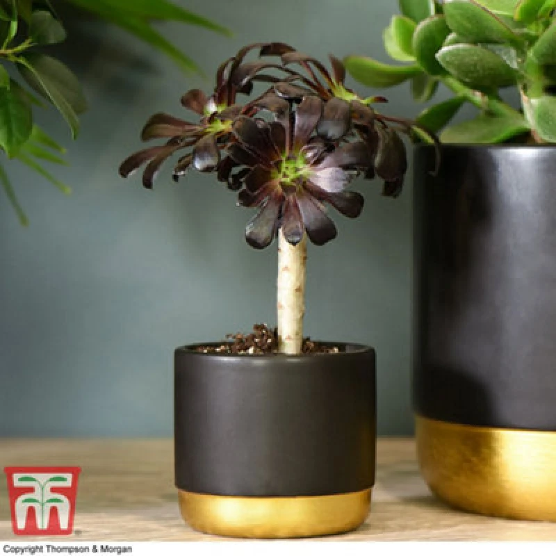 Image of Thompson & Morgan Aeonium Arboreum On Stem 9Cm Pot X 2