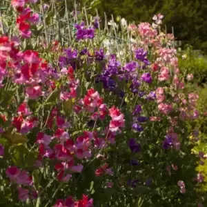 Image of YouGarden Super Fragrant Sweet Pea Collection