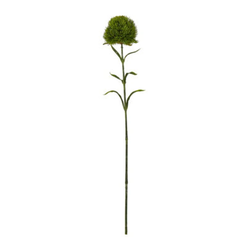 Image of Dark Green Dianthus Stem