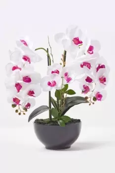 Image of White and Pink Orchid 56cm Phalaenopsis in Ceramic Pot