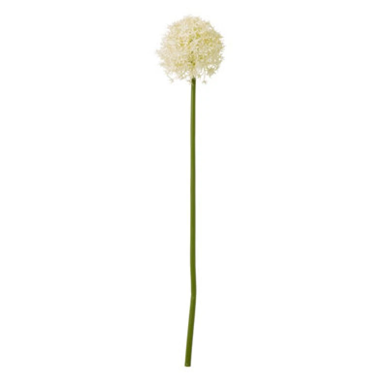 Image of Cream Medium Allium Stem