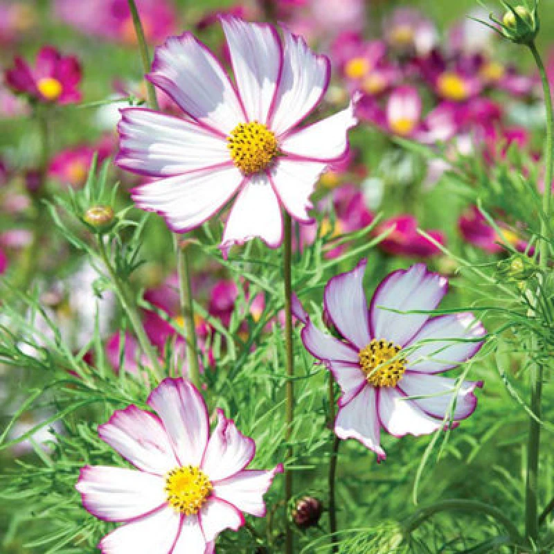 Image of Thompson & Morgan Cosmos Tip Top Picotee 1 Seed Packet (65 Seeds)