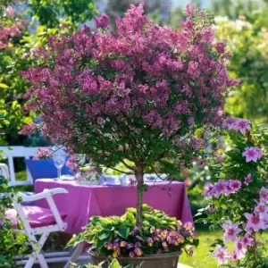 Image of YouGarden Pair of Syringa 'Palibin' Standard Trees 80-100cm Tall