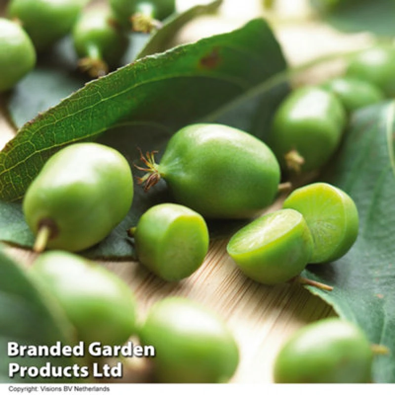 Image of Thompson & Morgan Kiwi Berry (Actinidia Arguta) Sf Issai 9Cm Potted Plant X 1