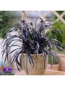 Image of Ophiopogon Black Dragon Grass
