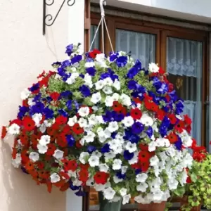 Image of YouGarden Petunia Union Jack Hanging Basket