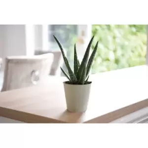 Image of Thompson & Morgan Thompson and Morgan Aloe Vera 10.5cm Pot x 2